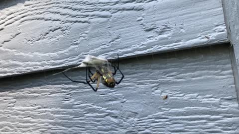 Orb Spider Entangles a Grasshopper