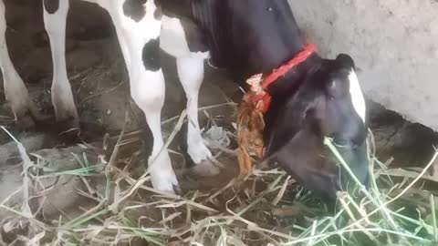 Cow child is born in India