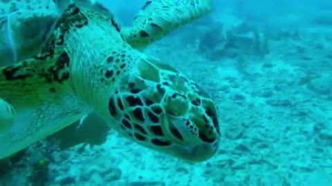 Deep sea divers experience incredible interactions with sea turtles