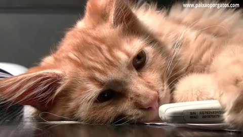 How Long Does a Cat Live? Watch and See What a Cat's Life Expectancy is