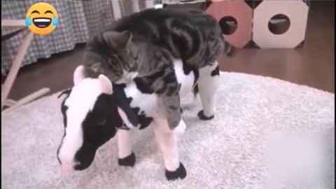 Funny animals #funny_animal_cut #cat #dogs...#videos///