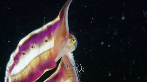 Blanket Octopus