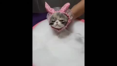 cat taking a bath