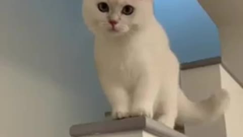 Laughing cat 😸 😸 videos