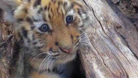 Cute little tiger