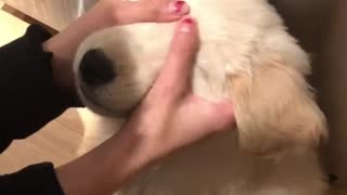 Golden Retriever puppy enjoys relaxing face massage