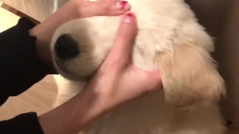 Golden Retriever puppy enjoys relaxing face massage