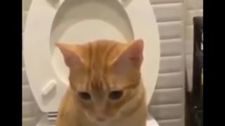 Funniest Cats Reactions 😆 Daily Pets In Funny Situations 😹 - Funny Cats Life