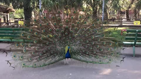 Peacock opening its Feathers