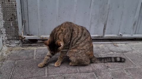 Extremely cute Homeless Tabby Cat