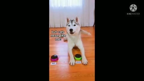 Dog Training Tips | Funny dogs training another level😍