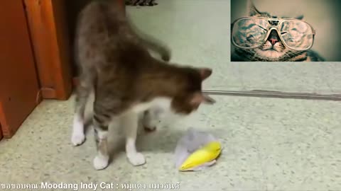 cat funny sniffing reaction 2