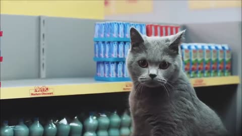 Cat Supermarket!