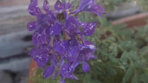 Chicory blossoms