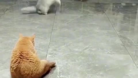 Cats Practice Playing Ball