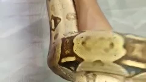 Boa constrictor