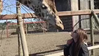 Video of man and woman feeding giraffe with their mouths