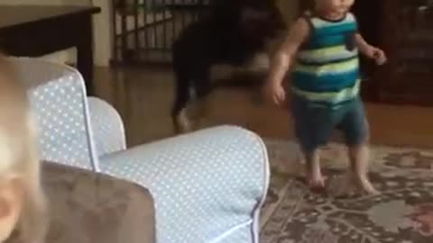 Baby vs dog -very funny video