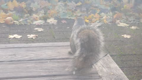 4K ~ Squirrel enjoys Organic SunButter on the windy deck - Free Footage