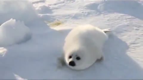 Cute Baby Snow White Seal Looking For her Mother