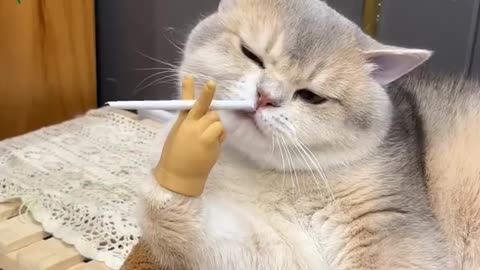 new funny video 2024🤣🤣The cat's new hand. He smokes funny video