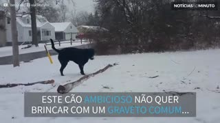 Este labrador não quer brincar de buscar um graveto qualquer