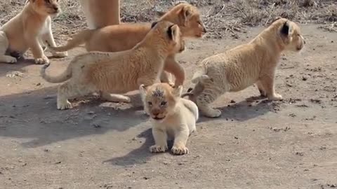 Lion baby cub love