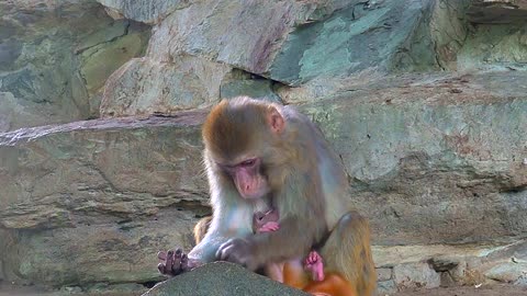 The monkey baby is pretty and cute, and the young monkey mother is gentle and elegant.