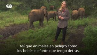 Rescate de bebé elefante
