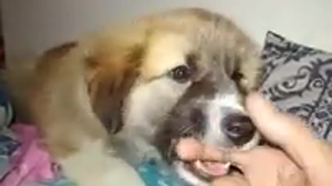 Cute dog handshake and biting hand
