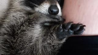Raccoon Snuggling and Thumb Sucking
