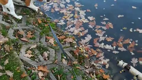 Cute and funny beagle fishing in park