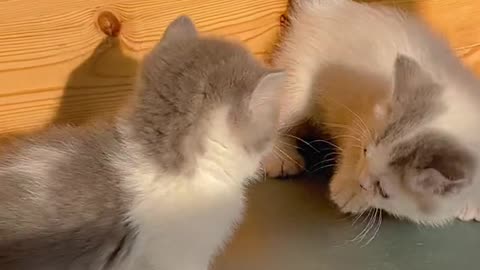 Funny Cat Videos - Cute And Lovely Cat Videos 2021