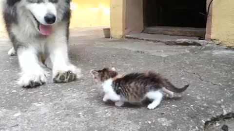 Big dog afraid of little fluffy kitten