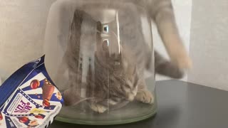 Adventurous Kitty Gets Stuck In A Vase