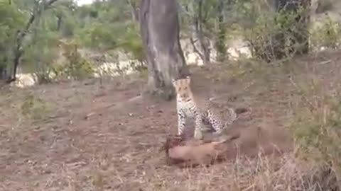 MOTHER WILDEBEEST TRIES TO SAVE BABY FROM LEOPARD