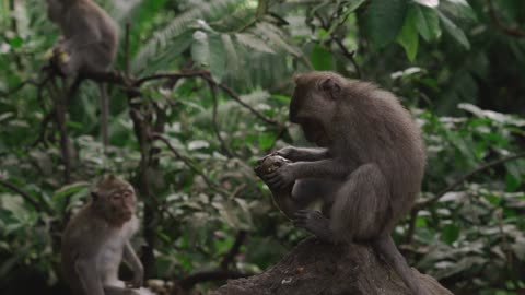 Mysteries Unveiled_ Exploring the Congo Rainforest