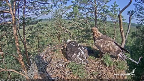 Golden Eagle Cam_Clint swallows a bird_HQ