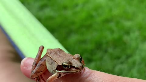 Cutest frog friend EVA 🐸💓