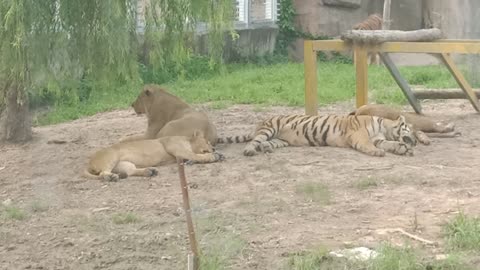 Lions and tigers can live together!