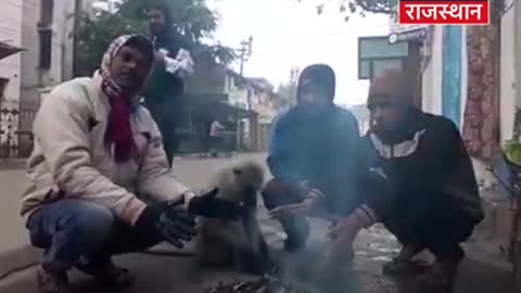 बंदर का अनोखा Video Viral | News18 Rajasthan #Shorts