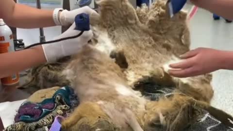 Vets shave off nearly 3 kg of heavy and matted hair from stray dog.