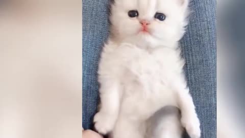 OMG So Cute Cats ♥ Best Funny Cat Videos 2021 #01