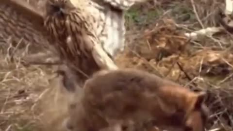 eagle attacking rabbit in slow motion