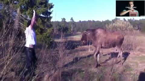 Couple attacked by moose. Guy ends up scaring moose away