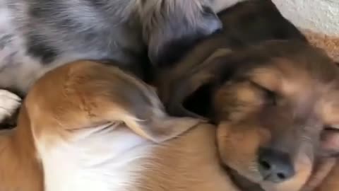 Sleepy puppies to start your Saturday