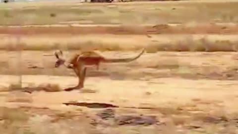 Kangaroos can run really fast, don't you think?