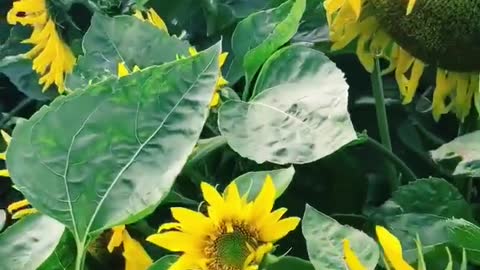 Record life easily, beautiful sunflower