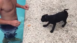 Black dog running on pool deck as owner tries to catch it in pool