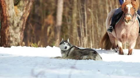 A woman walking on a horse in the forest on a snowy ground. A dog lying on a ground